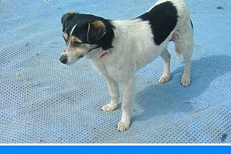 5 kg,mała,łagodna,przyjazna,grzeczna suczka.ADOPCJ
