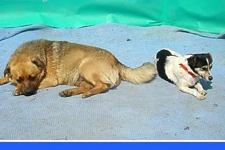 5 kg,mała,łagodna,przyjazna,grzeczna suczka.ADOPCJ