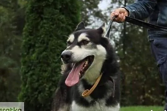 Batman psiak w typie husky syberian marzy o kochaj, Wrocław