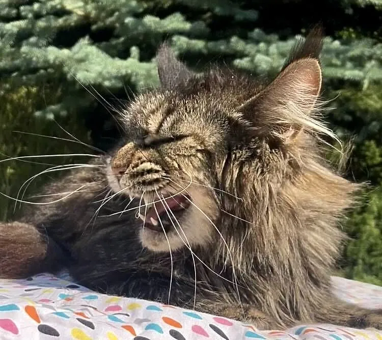 Maine Coon - kochana koteczka Finezja !, Dolnośląskie, Wińsko