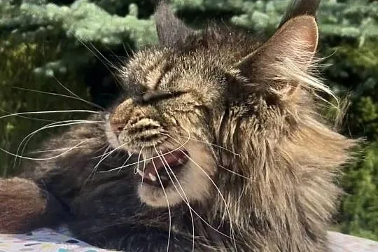 Maine Coon - kochana koteczka Finezja !, Dolnośląskie, Wińsko
