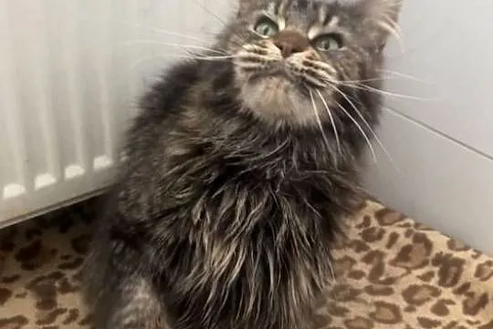 Maine Coon - kochana koteczka Finezja !, Dolnośląskie, Wińsko