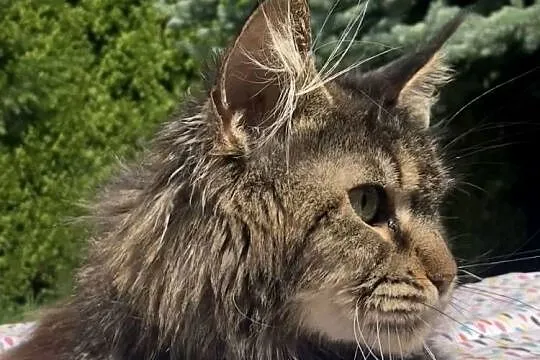 Maine Coon - kochana koteczka Finezja !, Dolnośląskie, Wińsko