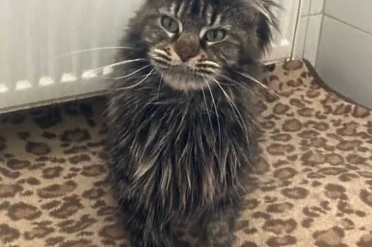 Maine Coon - kochana koteczka Finezja !, Dolnośląskie, Wińsko