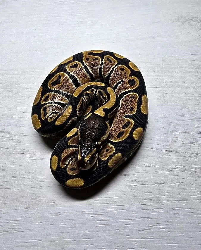 Wąż pyton królewski, python regius samica, Dolnośląskie, Wrocław