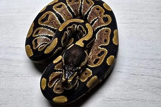 Wąż pyton królewski, python regius samica, Dolnośląskie, Wrocław