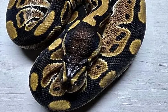 Wąż pyton królewski, python regius samica, Dolnośląskie, Wrocław