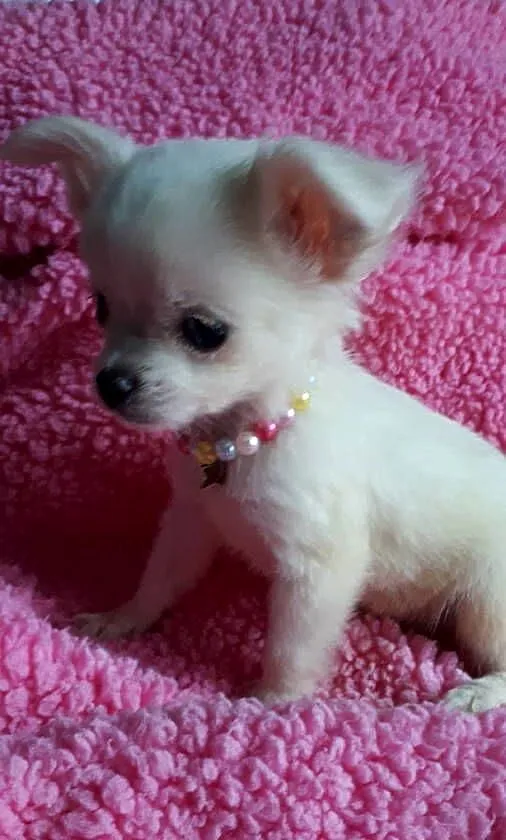 Chihuahua piekny chlopiec dlugiwlosy samiec piesek, Kujawsko-pomorskie, Inowrocław