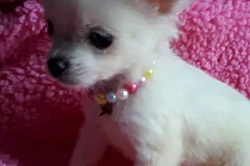 Chihuahua piekny chlopiec dlugiwlosy samiec piesek, Kujawsko-pomorskie, Inowrocław