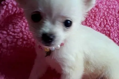 Chihuahua piekny chlopiec dlugiwlosy samiec piesek, Kujawsko-pomorskie, Inowrocław