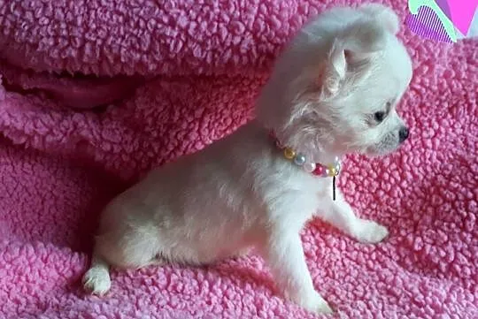 Chihuahua piekny chlopiec dlugiwlosy samiec piesek, Kujawsko-pomorskie, Inowrocław