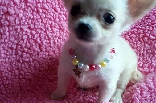 Chihuahua piekny chlopiec dlugiwlosy samiec piesek, Kujawsko-pomorskie, Inowrocław