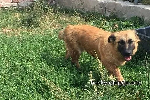 TOFFIE- słodki szczeniak do adopcji,  małopolskie 