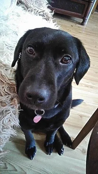 Dixi - cudowna labradorka szuka domu