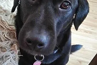 Dixi - cudowna labradorka szuka domu