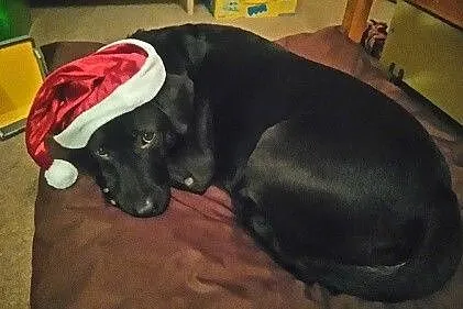 Dixi - cudowna labradorka szuka domu