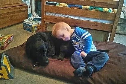 Dixi - cudowna labradorka szuka domu
