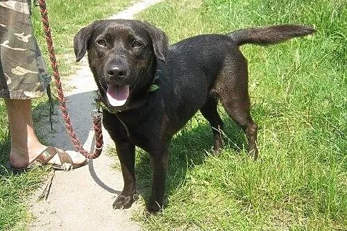 Dixi - cudowna labradorka szuka domu