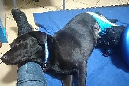 Dixi - cudowna labradorka szuka domu
