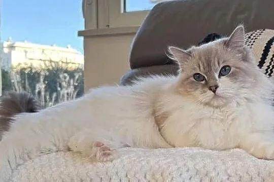 Kotka Ragdoll