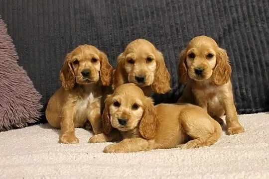 Śliczny szczeniak cocker spaniel
