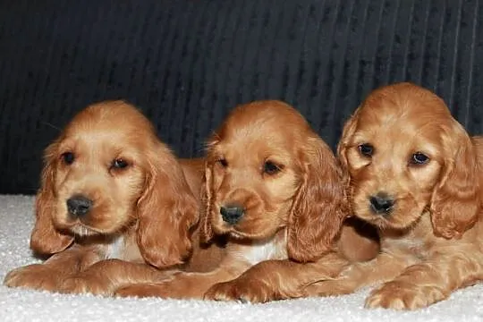 Śliczny szczeniak cocker spaniel, Małopolskie, Radwan