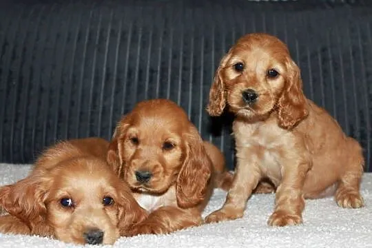 Śliczny szczeniak cocker spaniel, Małopolskie, Radwan