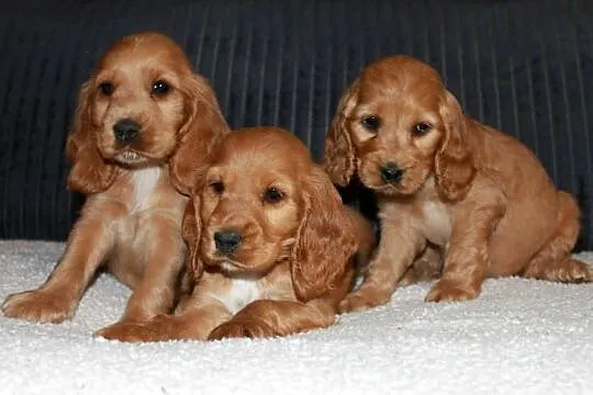 Śliczny szczeniak cocker spaniel, Małopolskie, Radwan