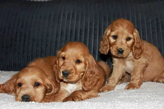 Śliczny szczeniak cocker spaniel, Małopolskie, Radwan