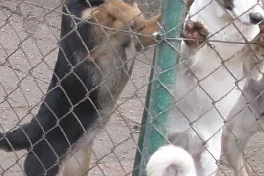 Oddam pięć psiaków w dobre ręce