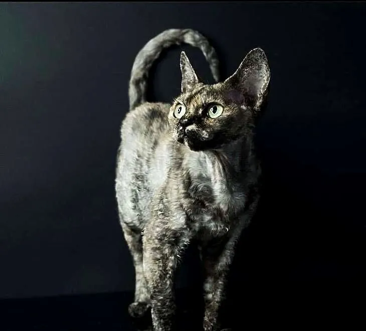 Kotka Devon Rex do adopcji, Śląskie, Pszczyna