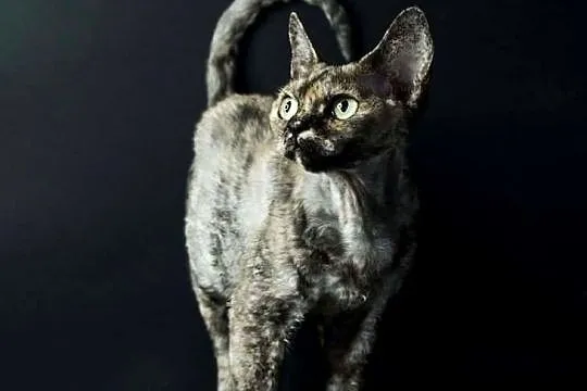 Kotka Devon Rex do adopcji, Śląskie, Pszczyna