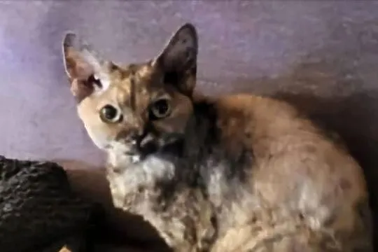 Kotka Devon Rex do adopcji, Śląskie, Pszczyna
