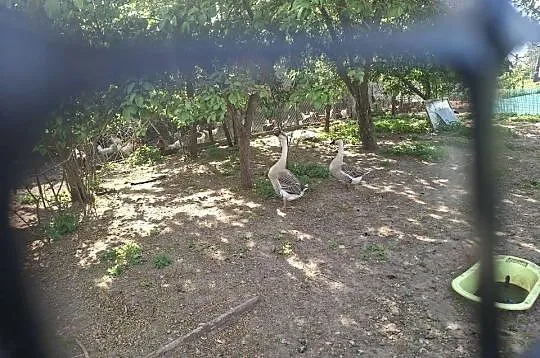 Sprzedam gesiora i geś garbonosa