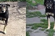 Puszek, cudowny, oddany pies zabrany z koszmarnych