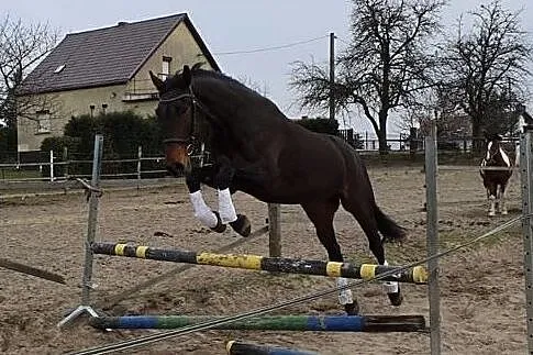Sprzedam wałacha, , 