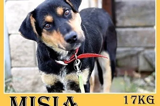 17kg,średnia,przyjazna,łagodna suczka MISIA.Adopcja, śląskie Katowice