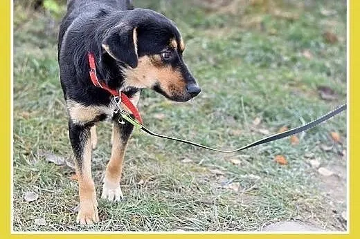 17kg,średnia,przyjazna,łagodna suczka MISIA.Adopcj