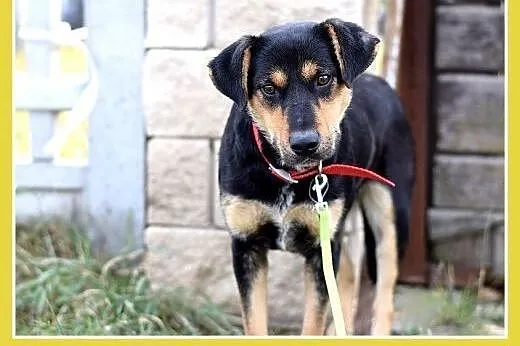 17kg,średnia,przyjazna,łagodna suczka MISIA.Adopcj