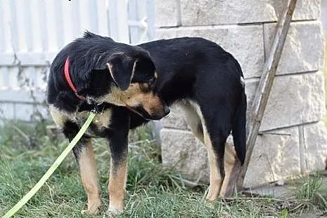 17kg,średnia,przyjazna,łagodna suczka MISIA.Adopcj