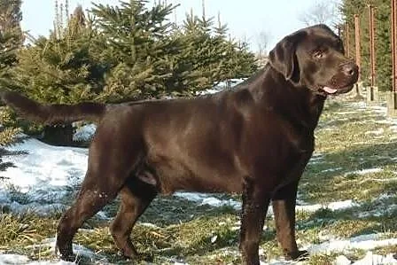 Labrador Retriever reproduktor FCI sprzedam