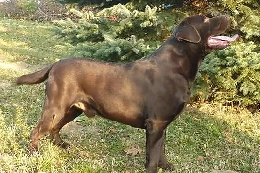 Labrador Retriever reproduktor FCI sprzedam
