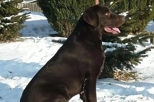 Labrador Retriever reproduktor FCI sprzedam