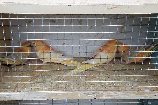Świergoty Orange para 2019, Mazowieckie, Radom