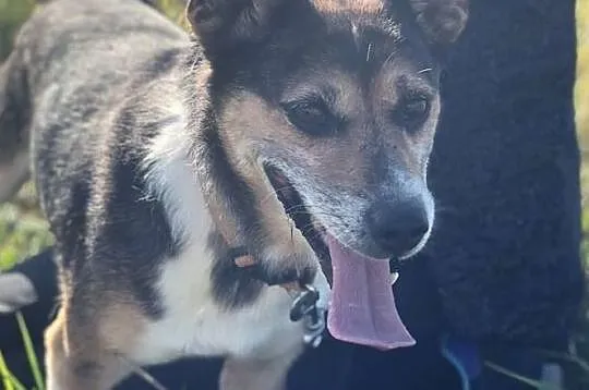 Frugo-przekochany,wpatrzony w ludzi,idealny spacerowicz,młody,wesoły, pogodny pies DO ADOPCJI, Małopolskie, Kraków
