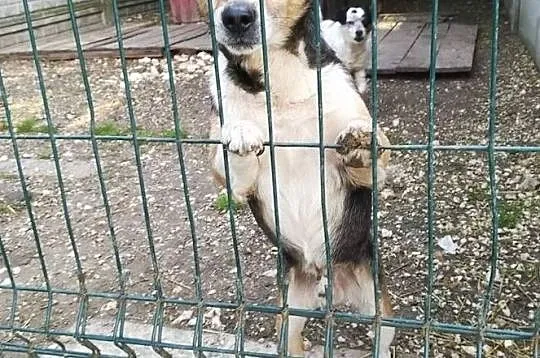 Frugo-przekochany,wpatrzony w ludzi,idealny spacerowicz,młody,wesoły, pogodny pies DO ADOPCJI, Małopolskie, Kraków