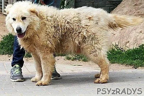 MŁYNARZ piękny, większy pies w typie  podhalana,  