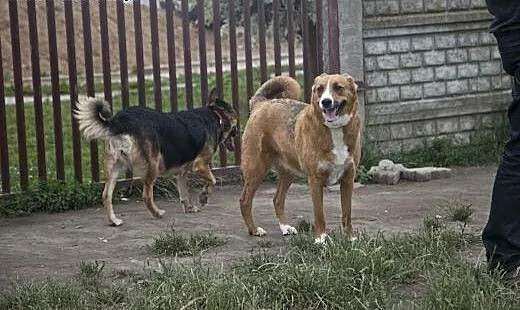 Collina i Sara do wspólnej adopcji :), kujawsko-p