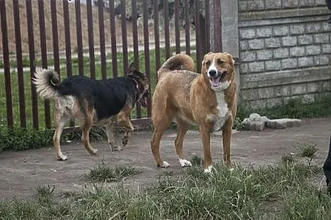 Collina i Sara do wspólnej adopcji :),  kujawsko-p
