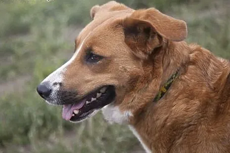 Collina i Sara do wspólnej adopcji :),  kujawsko-p